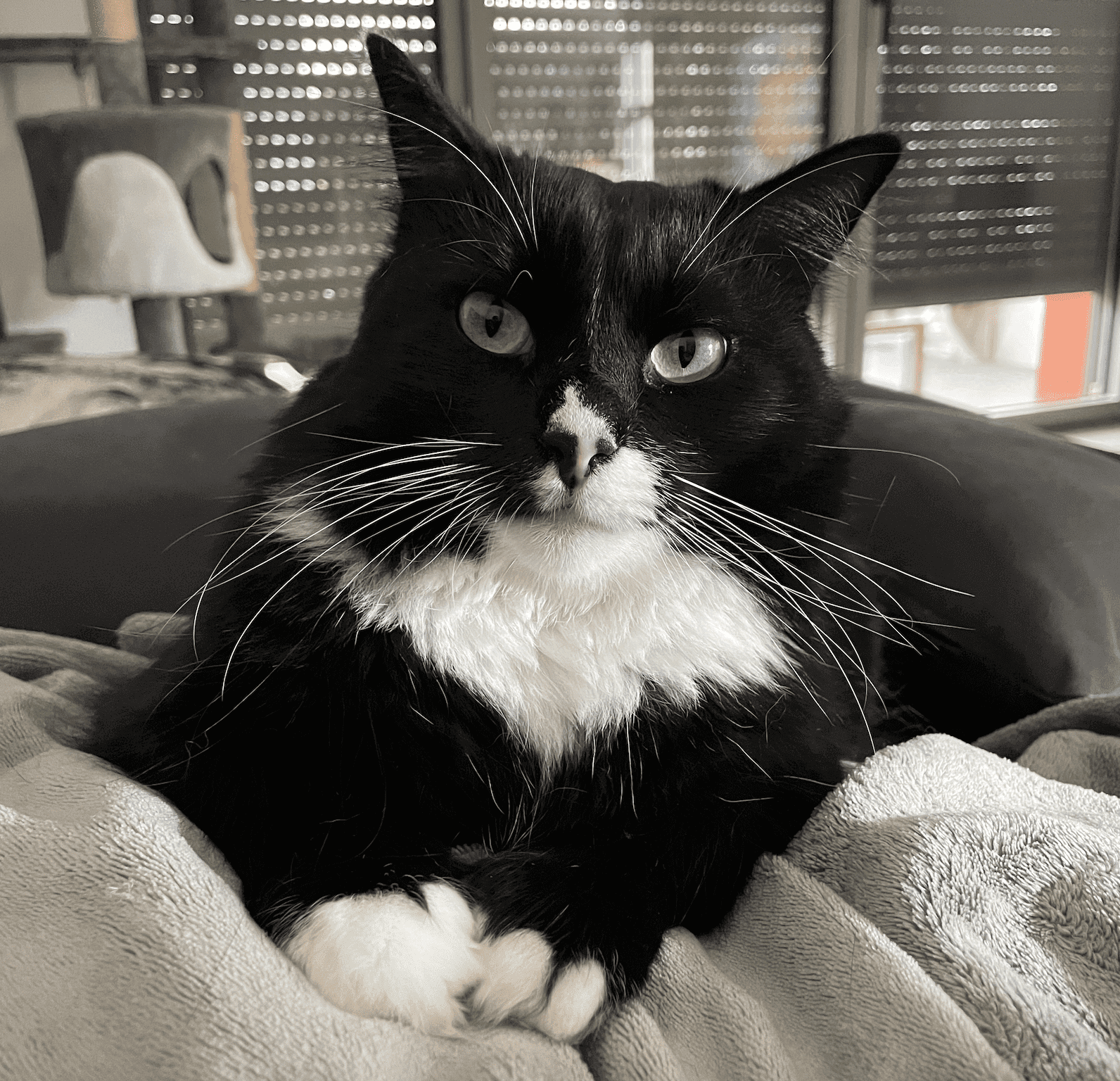 Picture of an adult tuxedo cat named Isidore